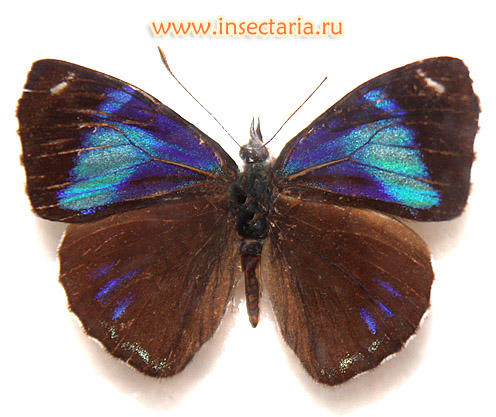 Диэтрия астала (Diaethria astala) - распространённая в Центральной Америке бабочка, обитающая от Мексики до Колумбии. 